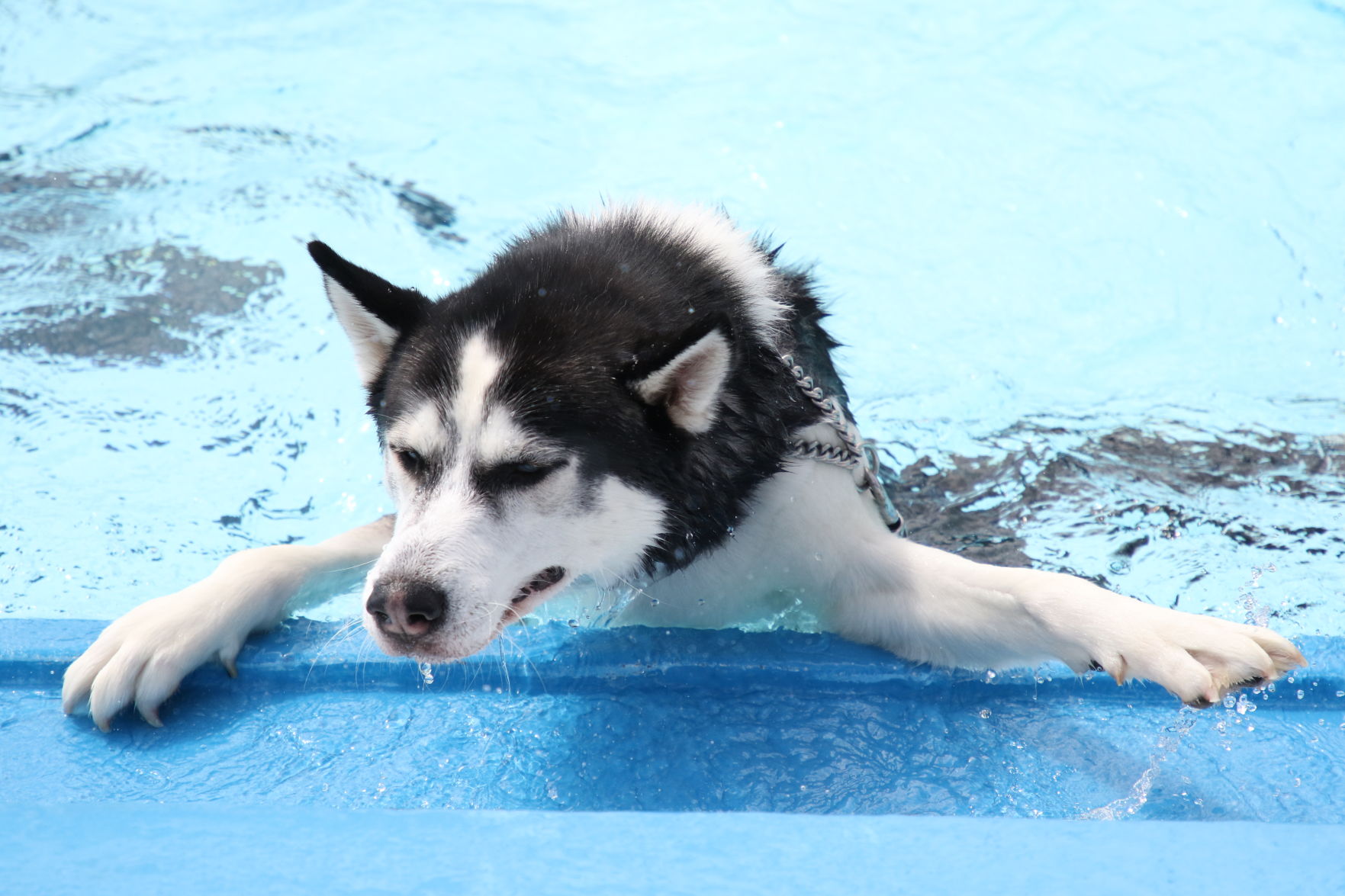 Dogs at the pool (13).JPG